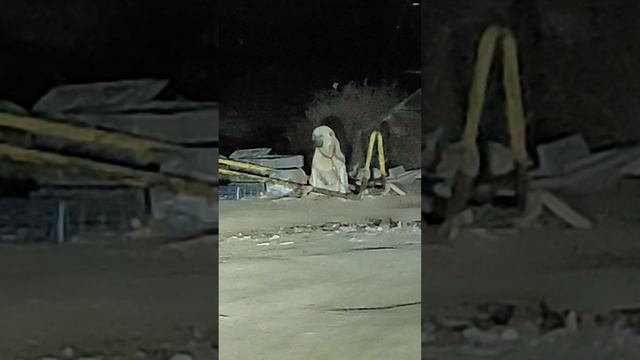 Алабая привязали и держат без еды и воды