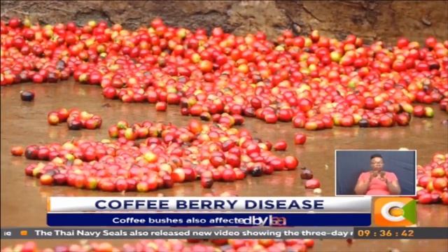 Nyeri coffee farmers decry berry disease