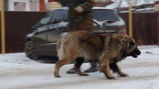 Кавказская овчарка Гордый Княжич 
питомник  г. Нижний Новгород