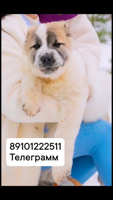 #Шилеле Вереск