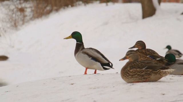 Дмитров Февраль Утки