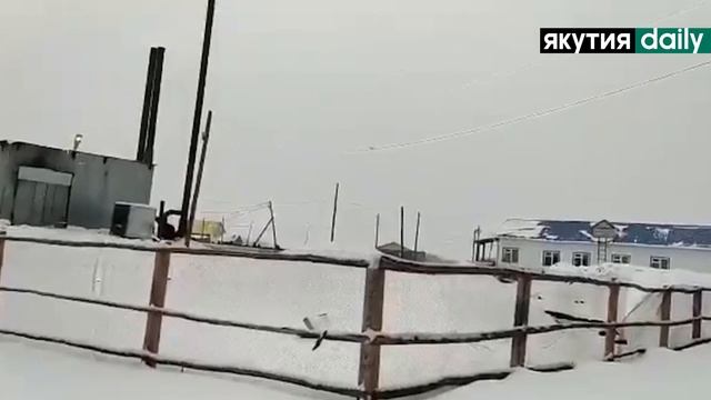 Одинокий лебедь в Таттинском районе