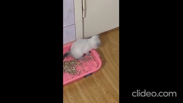 1000013258.mp4