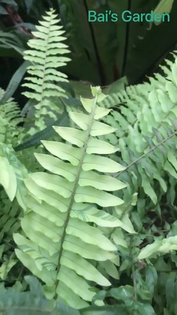 Fern Plant  |  Bai's Garden  |  Kalpetta