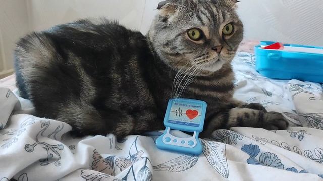 Сынок лечит кота. Шотландский вислоухий кот само спокойствие. Маленький ветеринар.