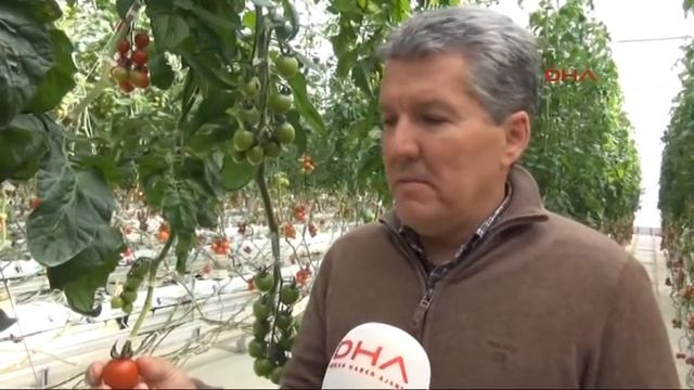 'Şiir' gibi domates