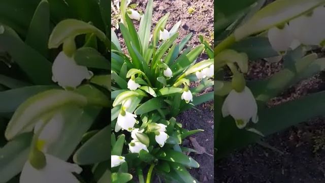 Поздние карпатские подснежники расцвели в саду - что может быть красивее!