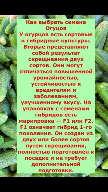как выбрать семена Огурцов!