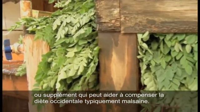Moringa "The Miracle Tree" - (French Subtitles) Arbre Miracle