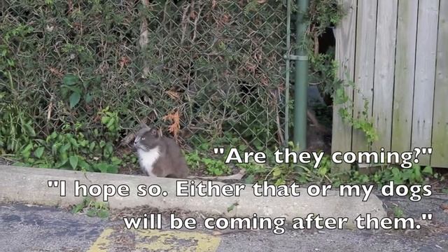 two sweet feral cats need foster home - Chicago area