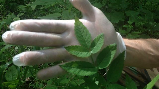 Water Hemlock