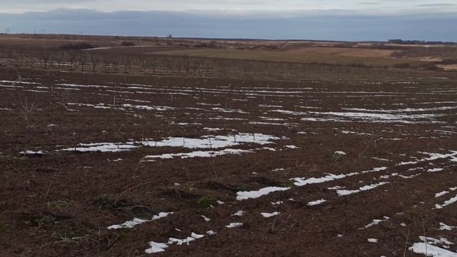 Як відрізнити «чоловічу» обліпиху від «жіночої»