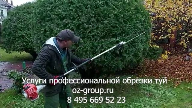 Услуги профессиональной обрезки туй даче. Выезд Агрономов по Москве и области. Звоните и сейчас!