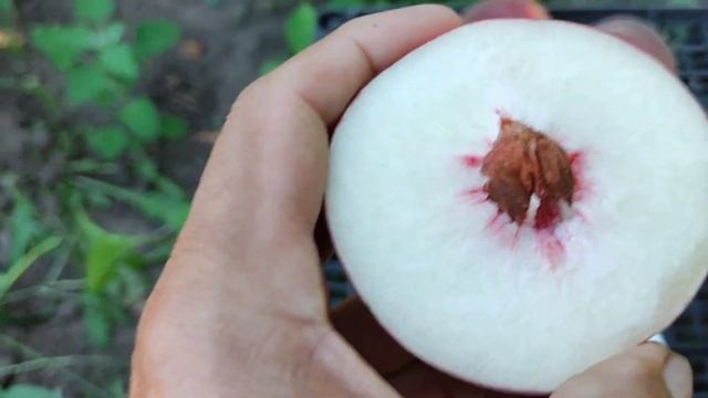 Дозрів персик Фіделія. Смакота.