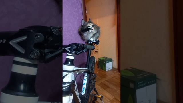 вело кошка
