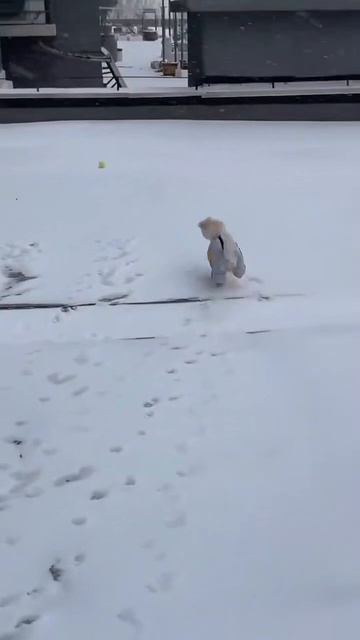а вы холод собачий