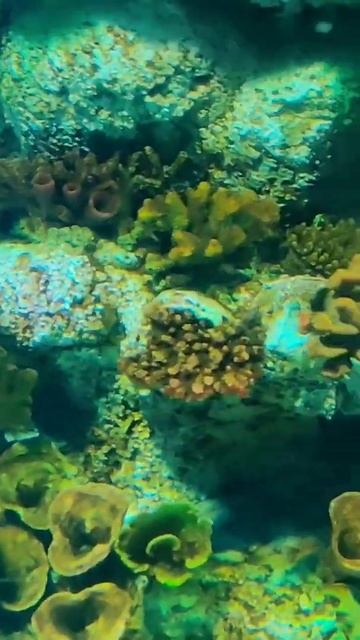 Spot-fin porcupinefishFish #Fish#aquarium #shorts  #fishtank  #jonnydepp #piratesofthecaribbean