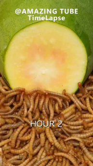 🥭10.000 червей против ПАПАЙИ!😋 #shorts #garden #советы