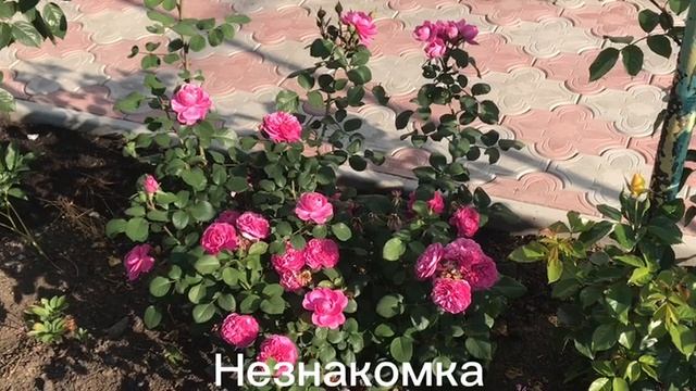 Краски лета!
