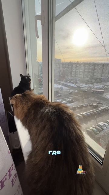 Где птички?🕊️😸 #котики #птицы #животные