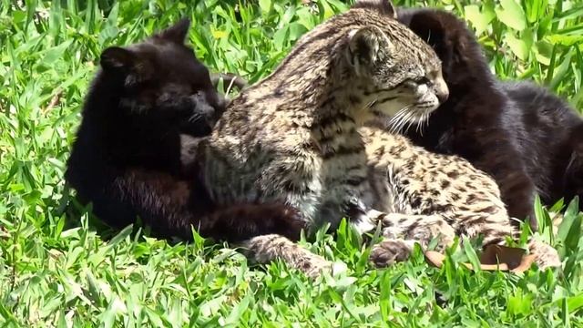Gato montes con cachorros melánicos (Leopardus geoffroyi)