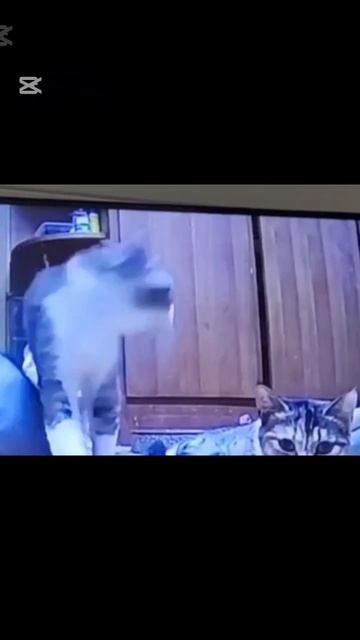 смешные коты) и номер 1.