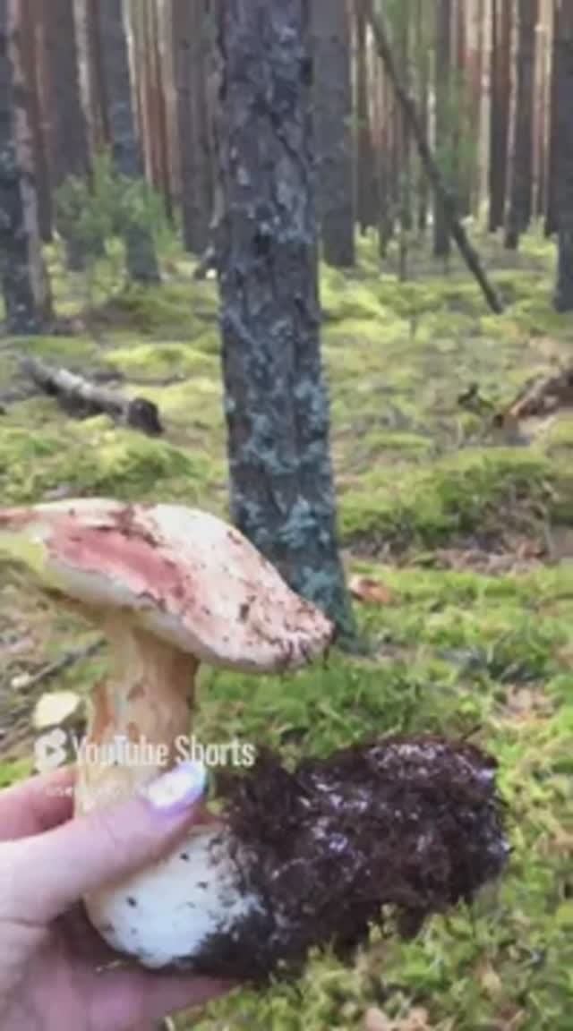 Утка утка, дикий гусь#Duck duck, wild goose #sorts #лес #forest #белые