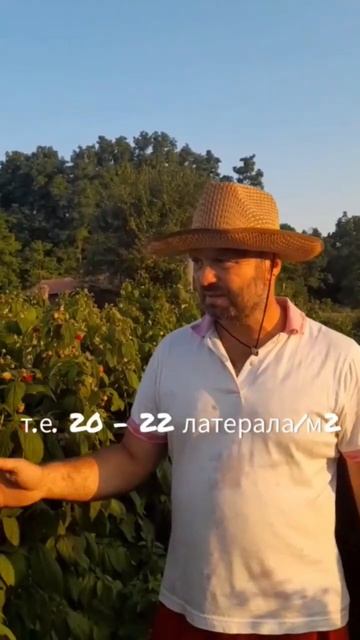 ⁉️Какая же идеальная густота посадки малины⁉️ #малина #неклиновскийрайон #покровское #ягода