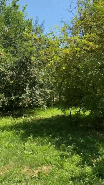 #cherry 🍒 cherry farm in Manali #futurefarm #youtubeshortsvideo