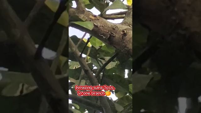 #Satisfying #Amazing Pomelo🍊 #7pcs. in one branch #shorts videos