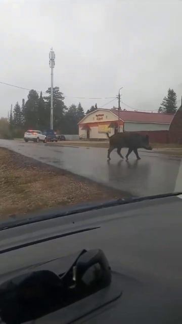 Кабан