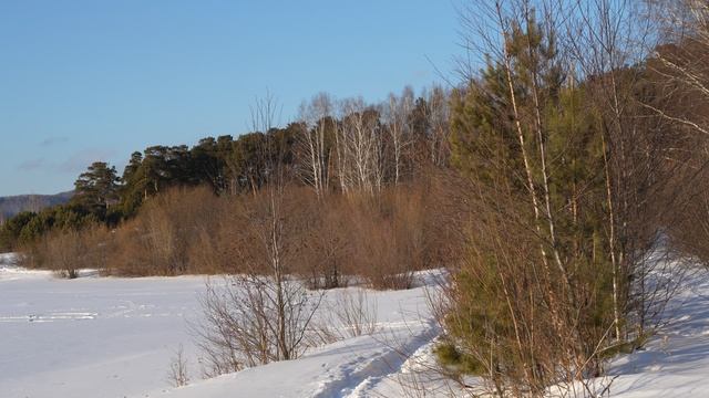 Заснеженный лес на берегу. Пение птиц. 4K видео природы.