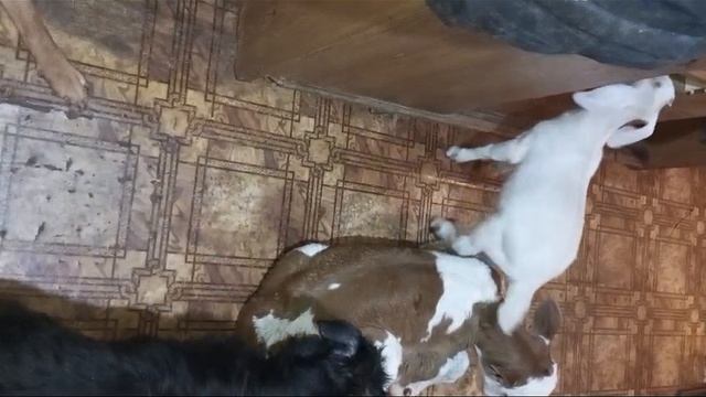Новорождённого телёнка занесли на пару дней домой ,на улице очень холодно,родился в самый мороз