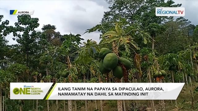 One North Central Luzon: Ilang tanim na papaya sa Dipaculao, Aurora, namamatay na dahil sa init