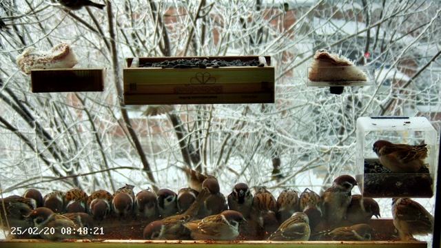 -25 за окном, воробьи в кормушке