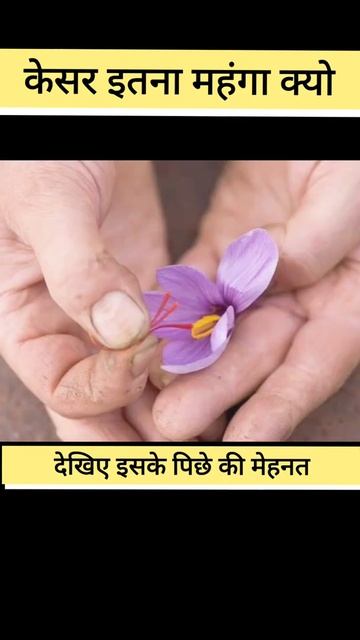 Why Is Saffron So Expensive केसर इतना महंगा क्यो हैं? | saffron | facts #shorts
