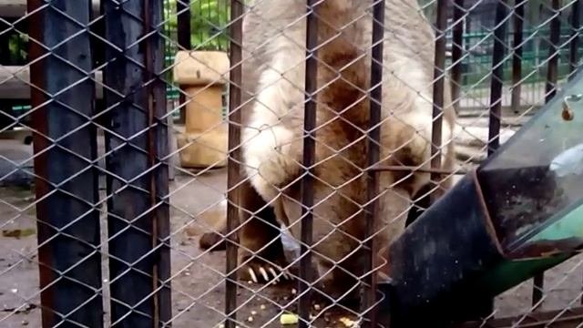 В гостях у мишки.