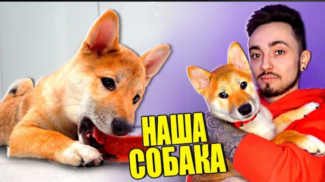 [ЭдисонПерец] У МЕНЯ ПОЯВИЛАСЬ СОБАКА!