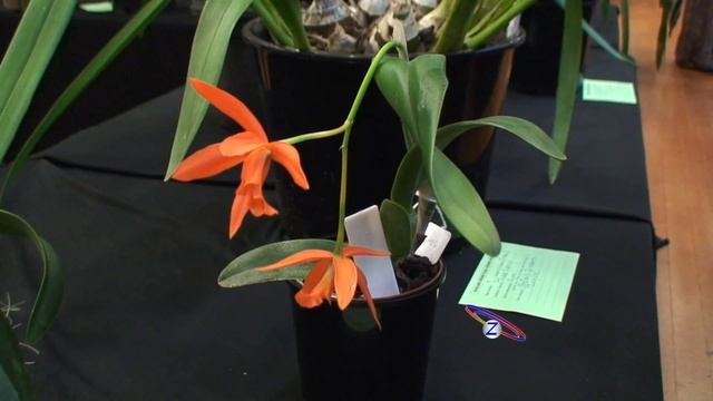 Auckland Orchid Show 2014