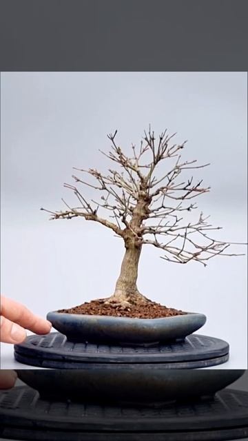 Bonsai Fächerahorn Ahorn Yamamomiji Acer Palmatum
