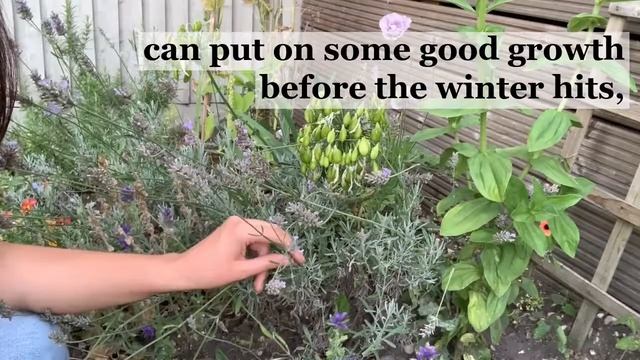 How and when to prune your lavender for the best flowers next year