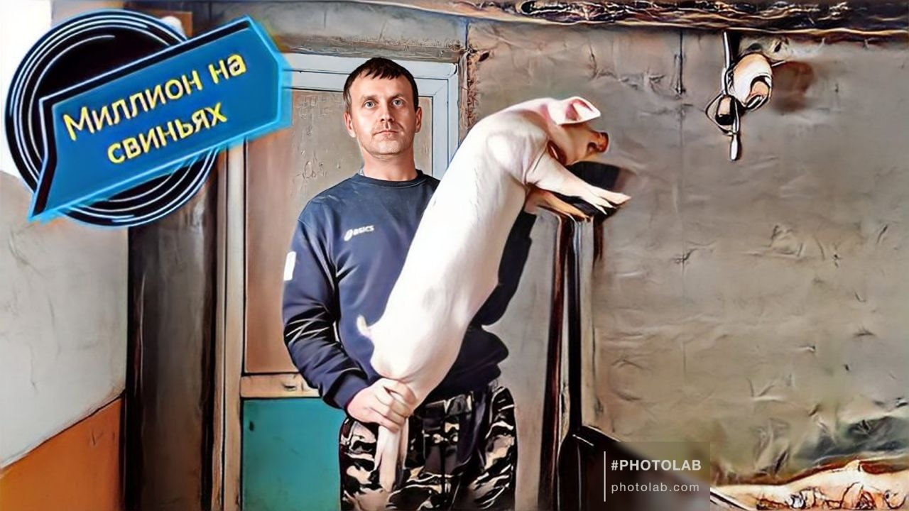 Обзор элитных поросят породы ландрас! Бомбические девчонки породы пьетрен макстер!