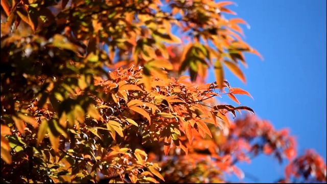 Manchurian Maple