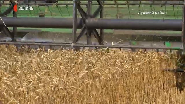 Жнива на Волині сповільнили дощі