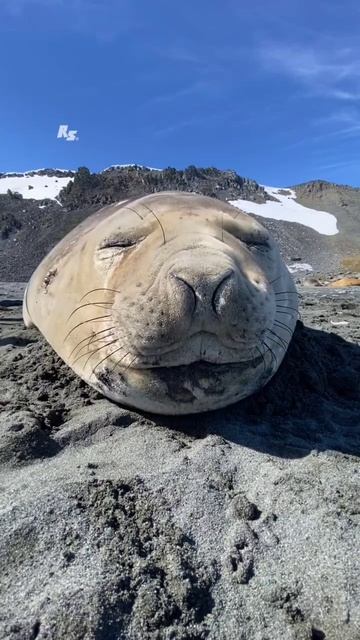 Теперь вы знаете как чихают морские котики 😁😁😁
