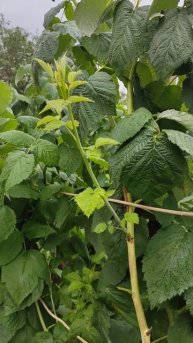 МАЛИНА ....СЕКРЕТЫ БОЛЬШОГО УРОЖАЯ...