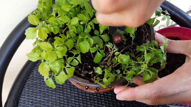 Grow and Propagate Your Own Jiaogulan - Gynostemma Pentaphyllum