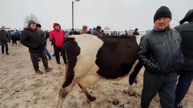 Мол бозори  Чкалов Пахтаобод ш. Турсунзода //27.12.2020//