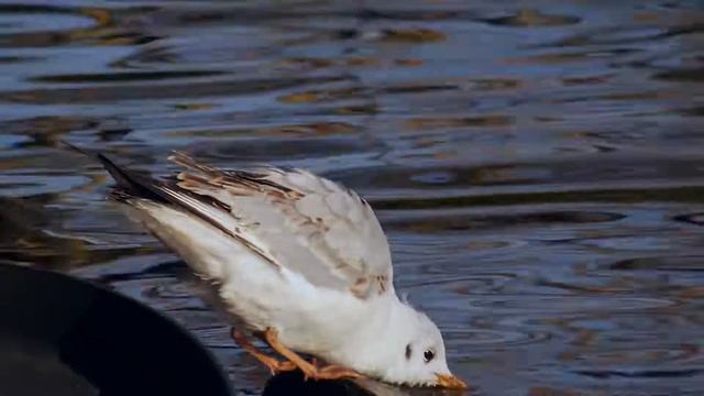 Black-headed Gull (Chroicocephalus ridibundus, Larus ridibundus) / Lachmöwe