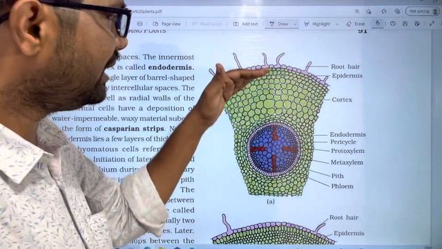 Dicotyledonous Root Internal Structure || Anatomy of Flowering Plants || PART 10